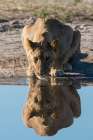 A sub-adult lion drinks at waterhole Savuti-Chobe National Park-Botswana Art Print
